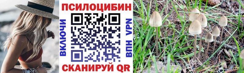 сколько стоит  Чкаловск  даркнет телеграм  Псилоцибиновые грибы Magic Shrooms 